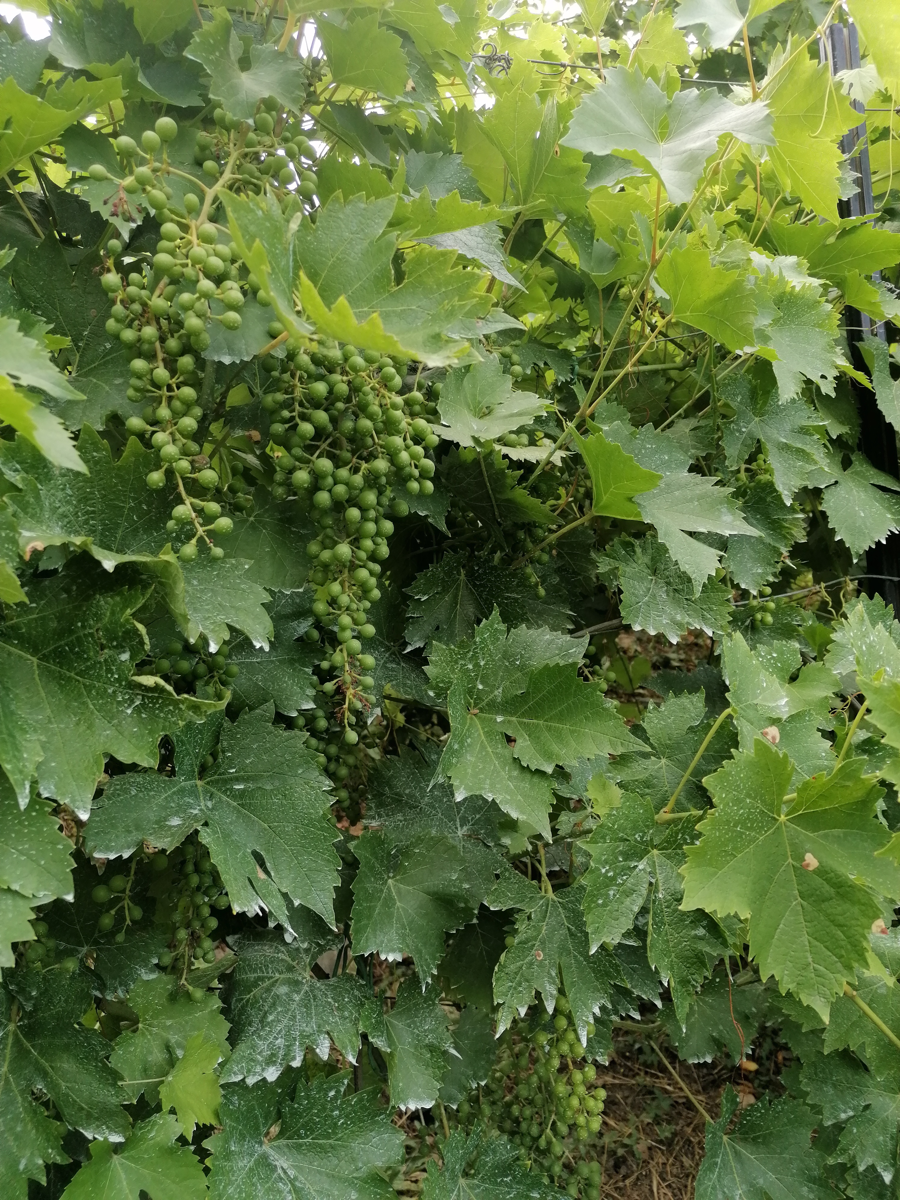 UvaAgosto
