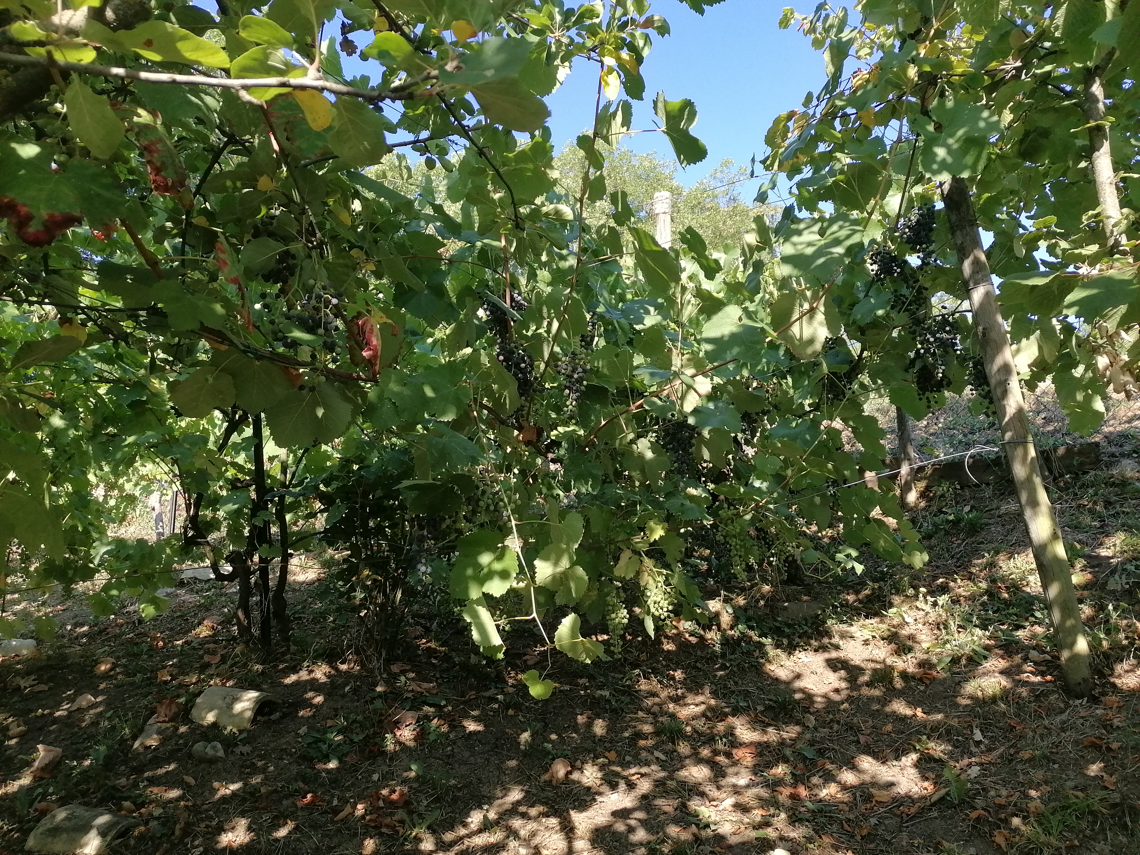 UvaAgosto